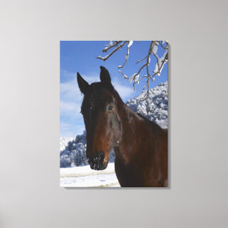 Reitpferd im Winter Leinwanddruck