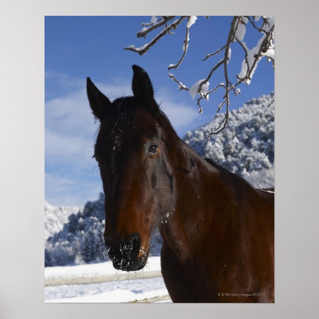 Reitpferd im Winter Poster (Vorne)