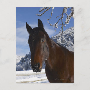 Reitpferd im Winter Postkarte