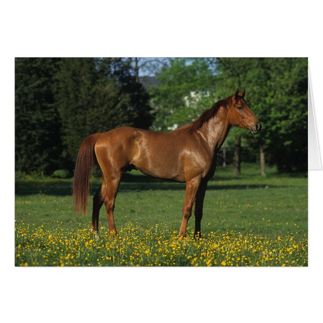 Reitpferd in Blume (Vorderseite (Horizontal))