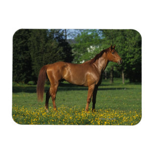 Reitpferd in Blume Magnet