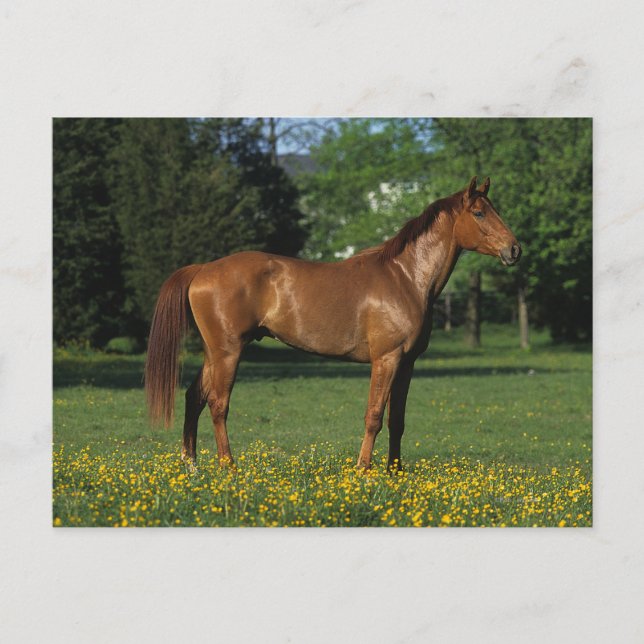 Reitpferd in Blume Postkarte (Vorderseite)