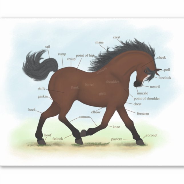 Reitpferd mit Reitkarte Aufkleber (Vorderseite)