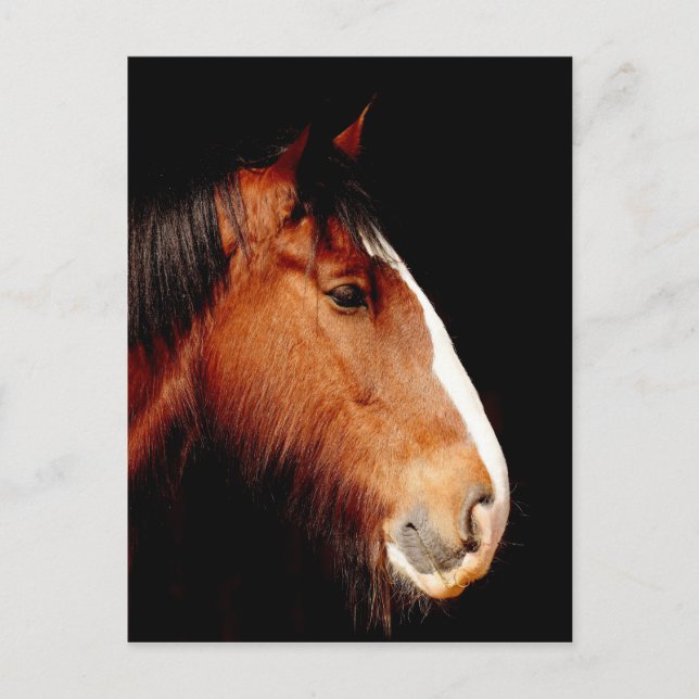 Reitpferd Postkarte (Vorderseite)