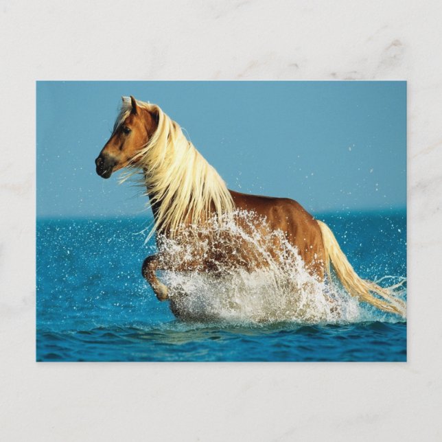 Reitpferd Postkarte (Vorderseite)