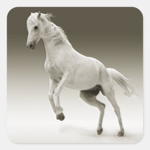 Reitpferd Quadratischer Aufkleber