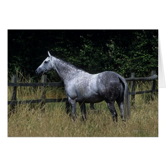 Reitpferd Stehend von Zaun (Vorderseite (Horizontal))