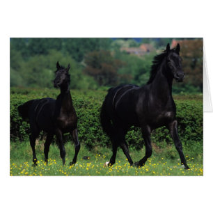 Reitpferde im Feld der Blume