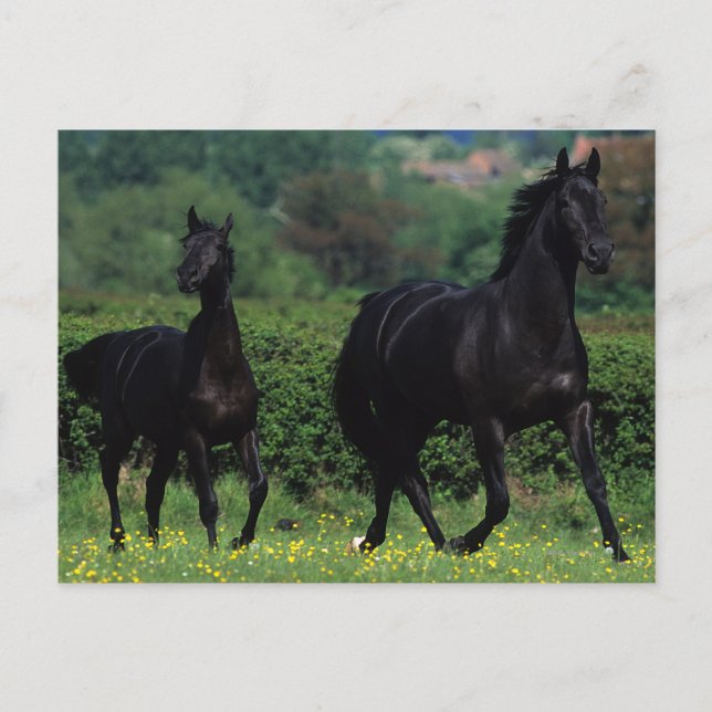Reitpferde im Feld der Blume Postkarte (Vorderseite)