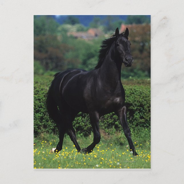 Reitpferde im Feld der Blume Postkarte (Vorderseite)