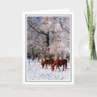 Reitpferde im Schnee