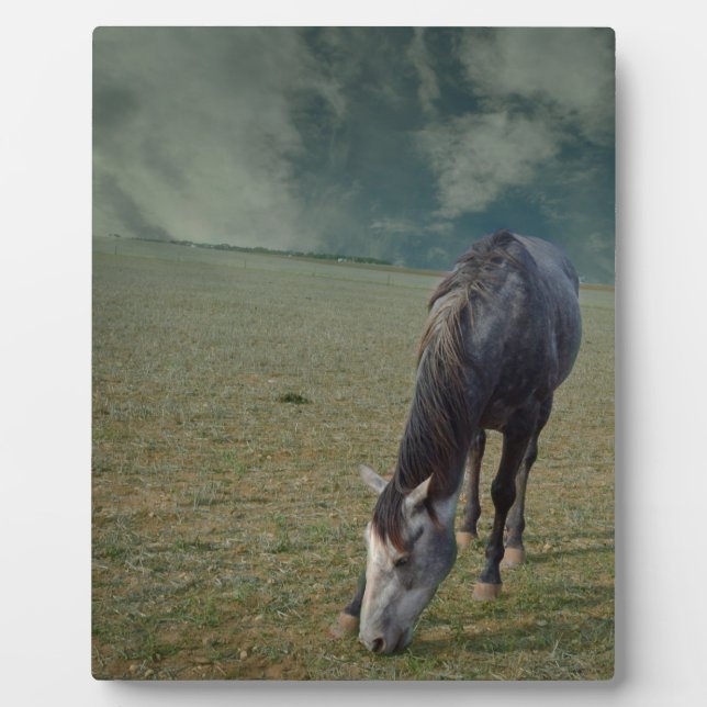 Reitpferde in Paddock, Fotoplatte (Vorderseite)