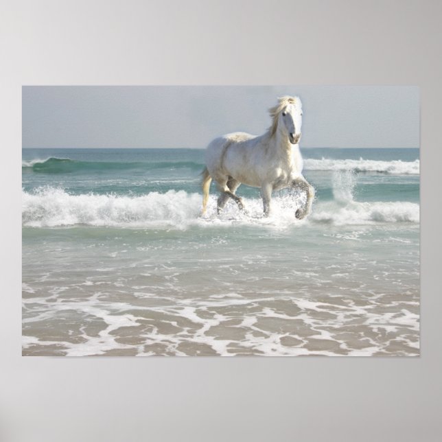 Reitsport Beauty Print Poster (Vorne)