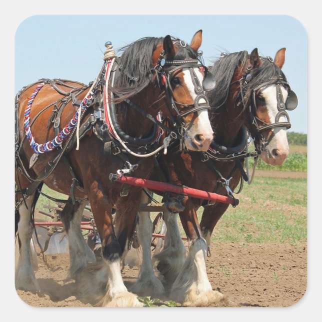 Reitsport Clydesdale Foto Quadratischer Aufkleber (Vorderseite)