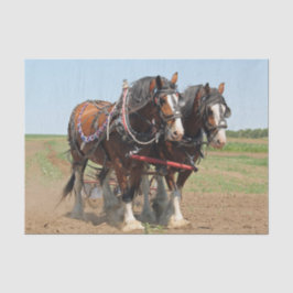 Reitsport Clydesdale Foto Seidenpapier