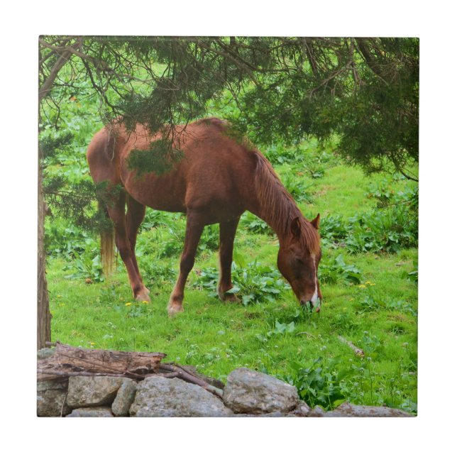 Reittier Fliese (Vorderseite)