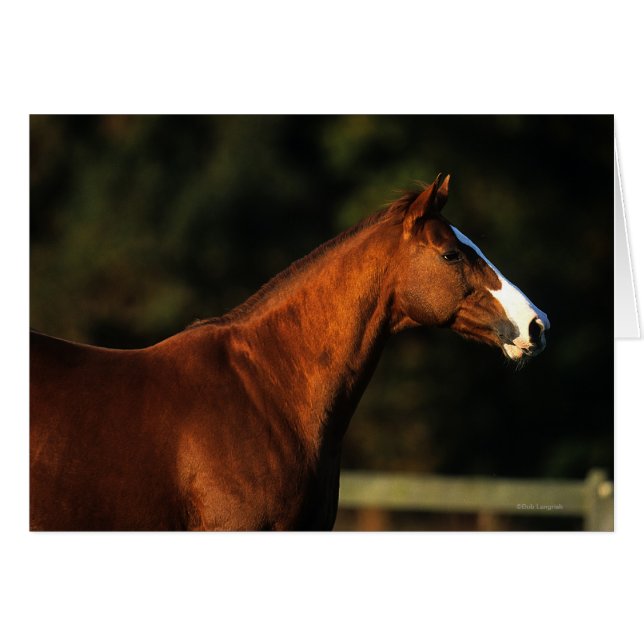 Reittier-Headshot (Vorderseite (Horizontal))
