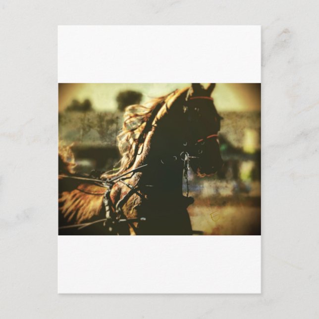 Reittiere | Reiner Power Postkarte (Vorderseite)