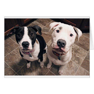reizend Pitbull-Welpen Hunde