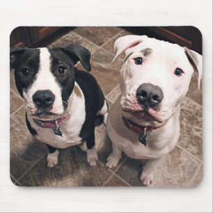 reizend Pitbull-Welpen Hunde Mousepad