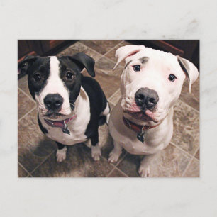reizend Pitbull-Welpen Hunde Postkarte