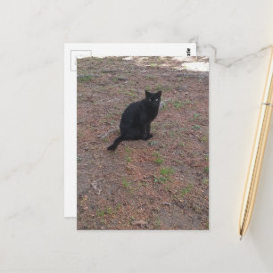 reizend streunende schwarze Katze Postkarte