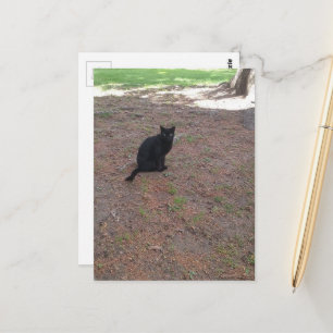 reizend süße streunende schwarze Katze Postkarte
