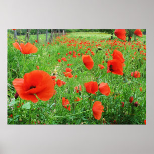 REIZENDE BLUMEN-PLAKAT-ROT-MOHNBLUMEN POSTER