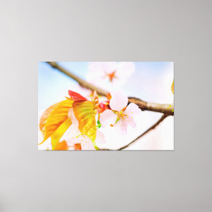 Reizende Elegante Sakura-Blüten und Blätter im Frü Leinwanddruck