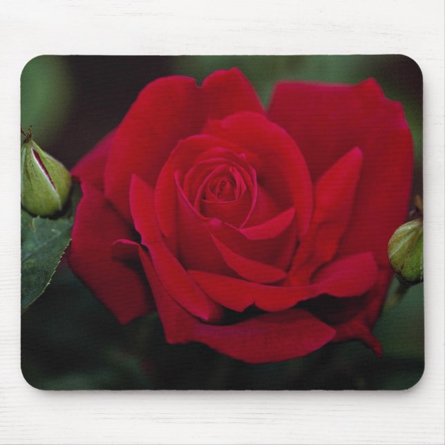 Reizende hybride Tee-Rose 'Chrysler Imperial Mousepad (Vorne)