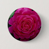 Reizende hybride Tee-Rose 'Tiffany'leaves