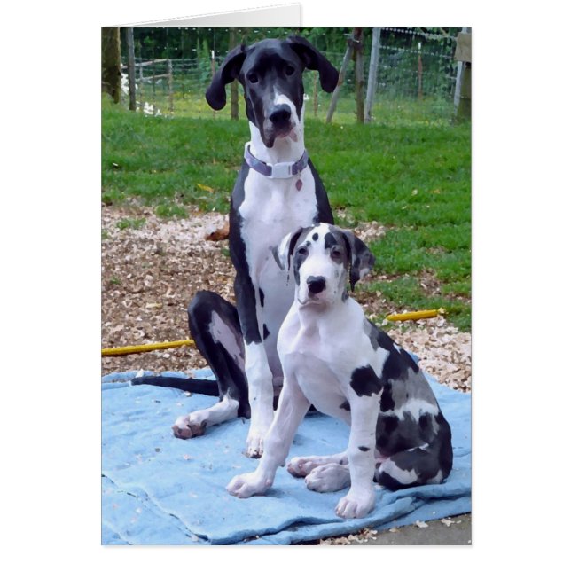 Reizende Karte 6m Artilleristen 3m (Vorne)