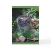 Reizende Kitten Birthday Card