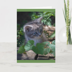 Reizende Kitten Birthday Card Karte