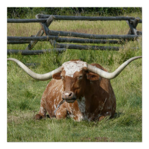 Reizende Longhorn-Kuh, die im Gras-Plakat sich Poster