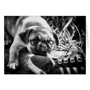Reizende Playfull Mops