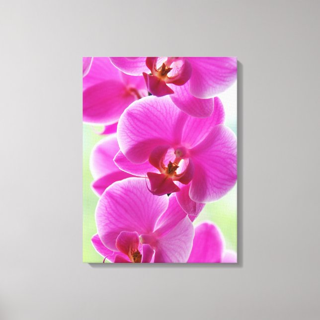 Reizende rosa Orchideen Leinwanddruck (Vorderseite)