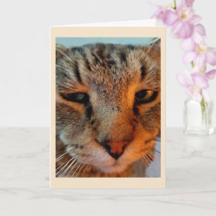 Reizende Unterstützung für Katzenkrebs Karte