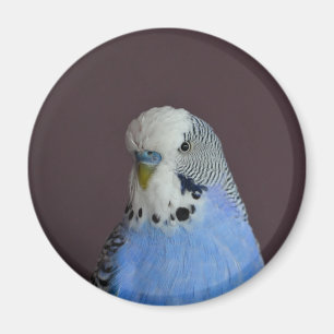 Reizender MakroBudgie Vogel Magnet