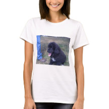 Reizender Newfie Welpe (Neufundland-Hundezucht)