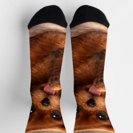 Reizender Ruby Cavalier Spaniel Socken