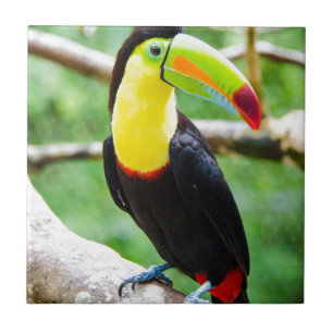 Reizendes Toucan Fliese