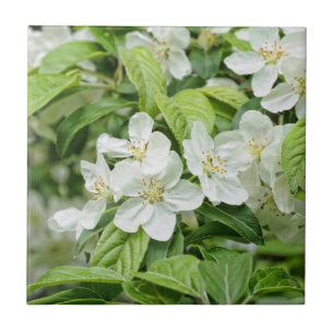 Reizvolle Frühlingsblüten Fliese