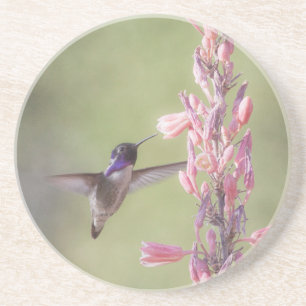 Reizvoller Costa's Kolibri Untersetzer