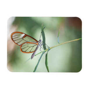 Reizvoller Glasflügelschmetterling Magnet