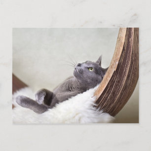 Relaxed Cat Postkarte
