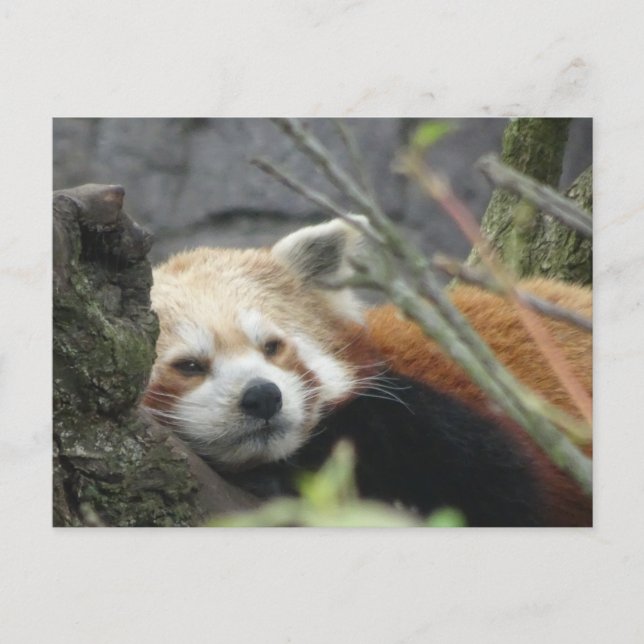 Relaxte Red Panda DIY Postkarte (Vorderseite)