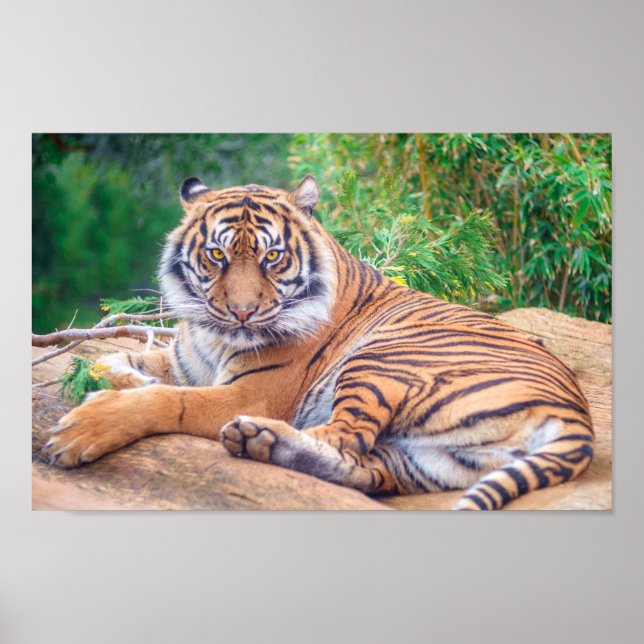 Relaxter Tiger Poster (Vorne)