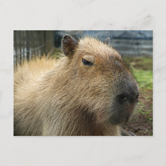 Relaxtes Capybara Portrait Postkarte (Vorderseite)