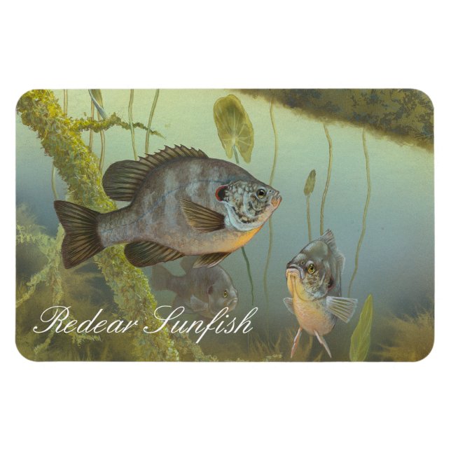 Relieb Sunfish Painting Magnet (Horizontal)